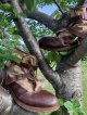1940's BRITISH ARMY / 《 D-DAY 》 BEACH LANDING BOOTS